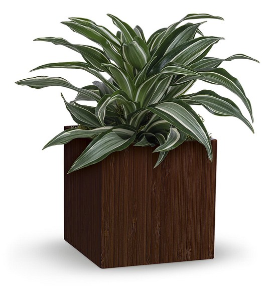 Soothing Dracaena